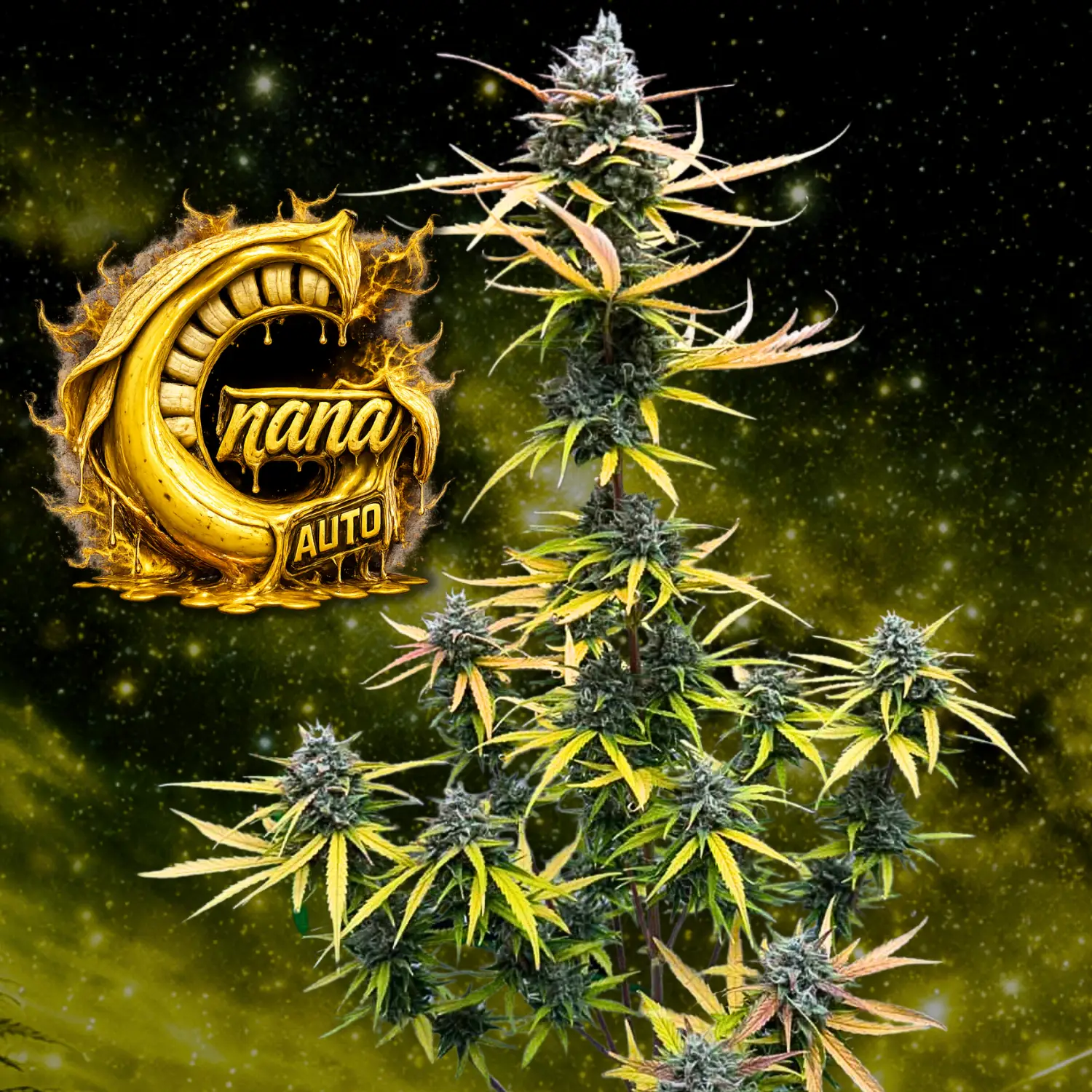 G-Nana Auto - Image 2