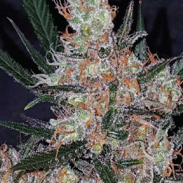 Diesel Berry Cough Seeds - Image 3