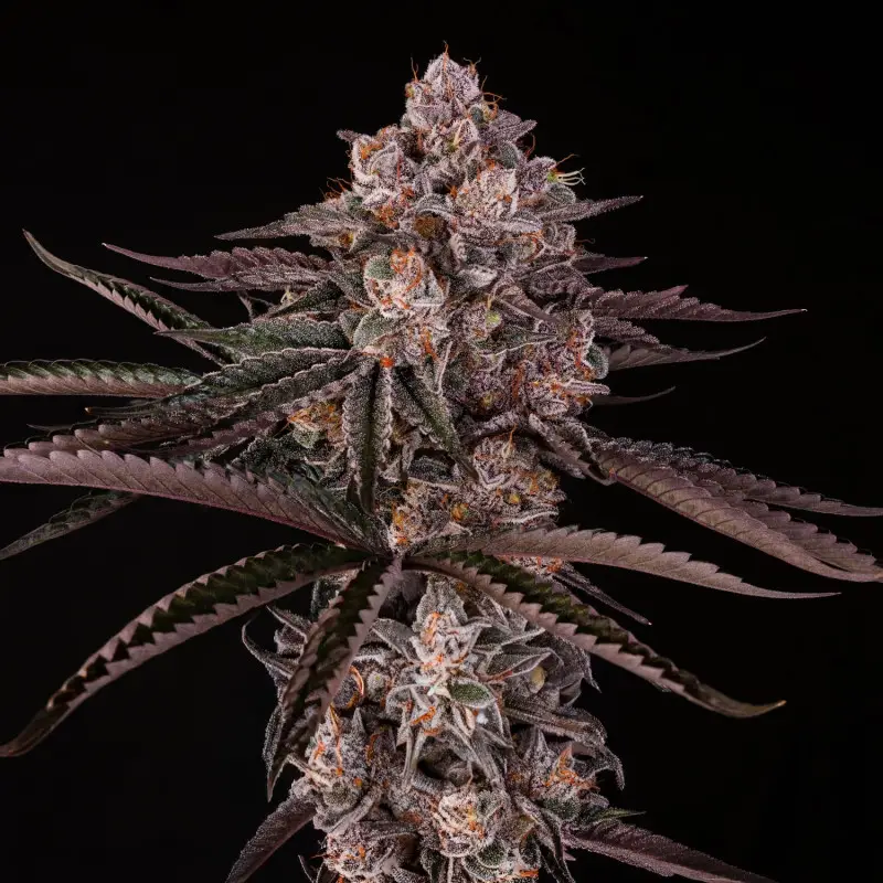 Jamaican Sunset by Julian Marley