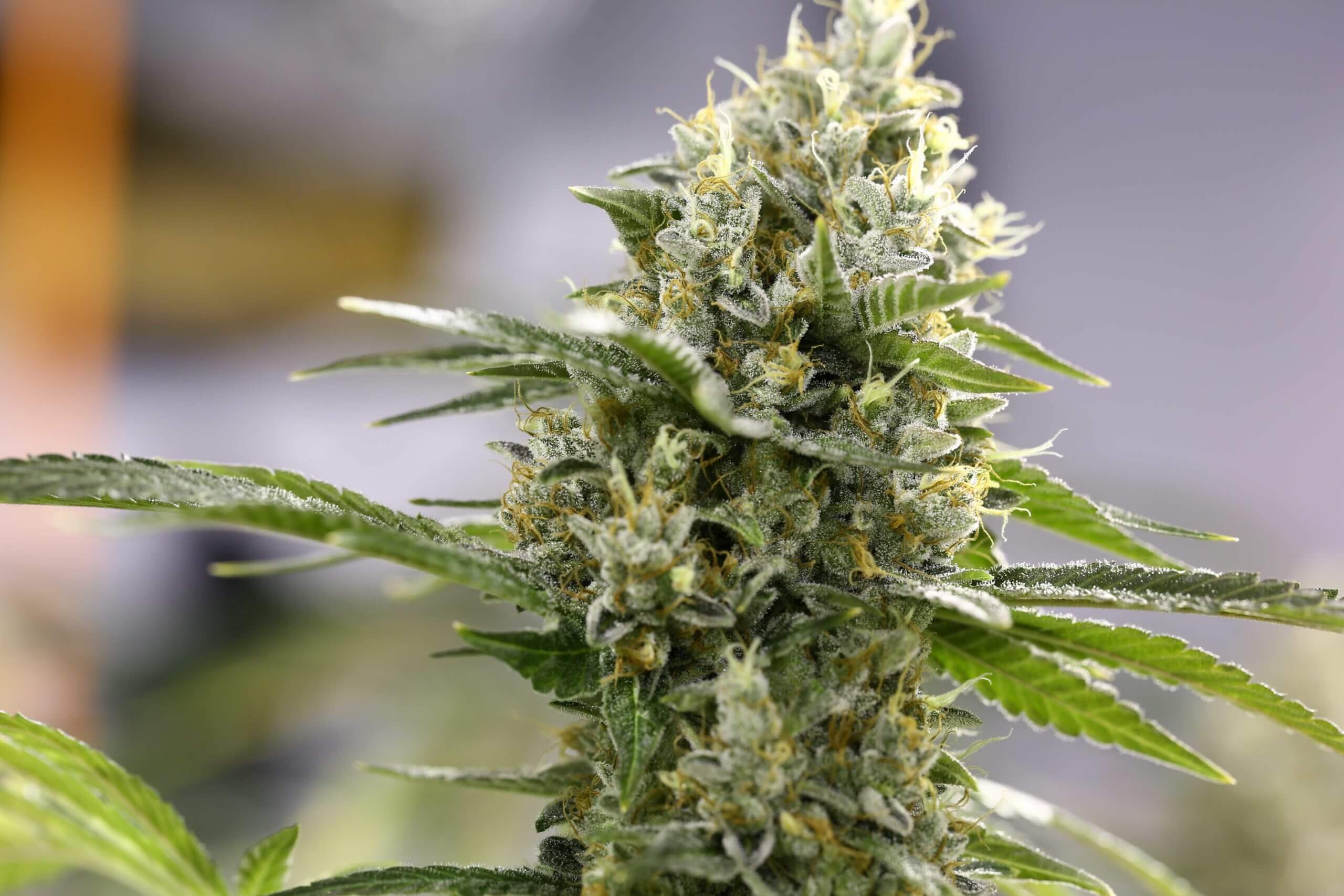 Lemon Haze Auto Seeds