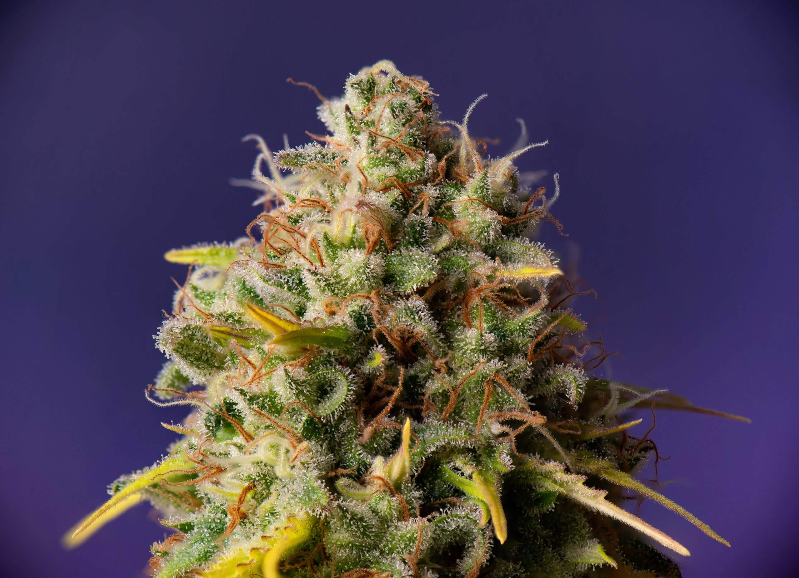 Northern Lights x Big Bud Auto Seeds