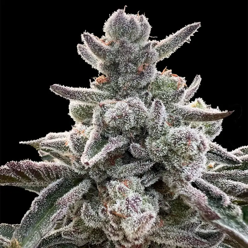 Polar Gelato Sherbinskis